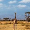 Amboseli-Giraffe