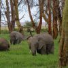 Amboseli-elephnats-Swamp