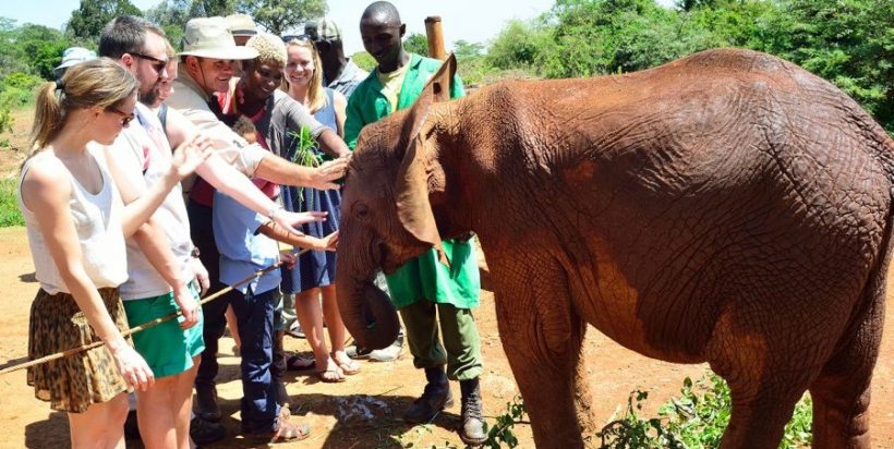 David-Sheldrick