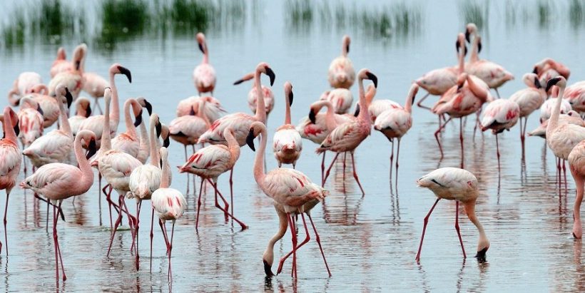 Lake-nakuru