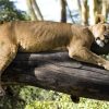 Lake-nakuru-lion