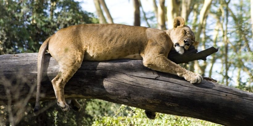 Lake-nakuru-lion