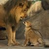 Lion and Cub