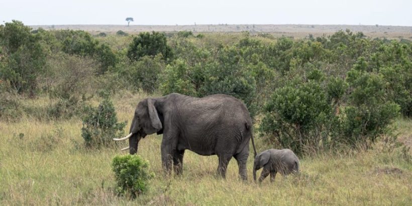 Mara-elephants