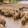 Samburu-elephants