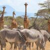 Samburu-tours