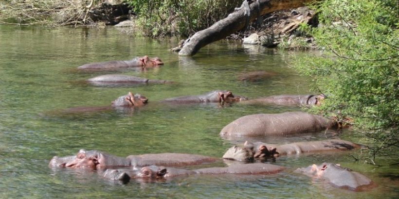 Tsavo-West-mzima-springs