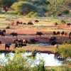 Tsavo_west_national_park