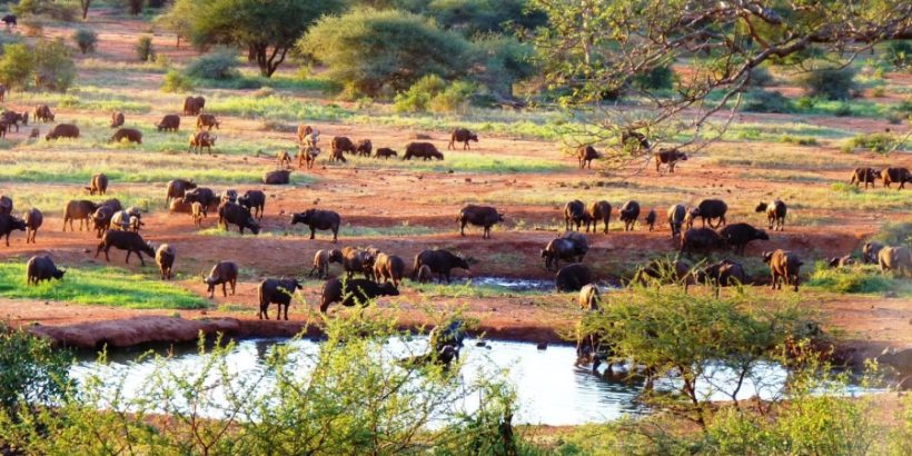 Tsavo_west_national_park