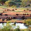 Tsavo_west_national_park