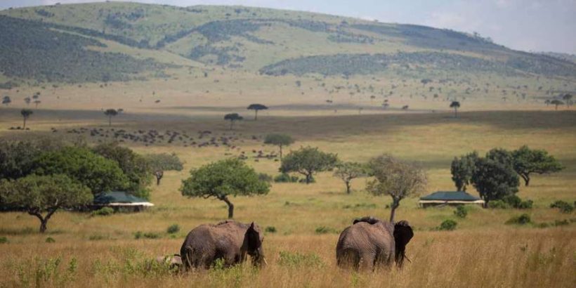 elephants-Masai-Mara