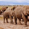 elephants-herds-Amboseli