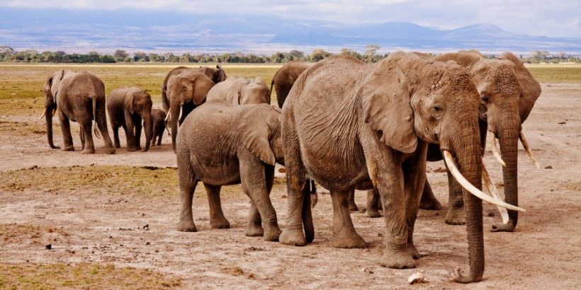 elephants-herds-Amboseli