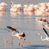 flamingo-Nakuru