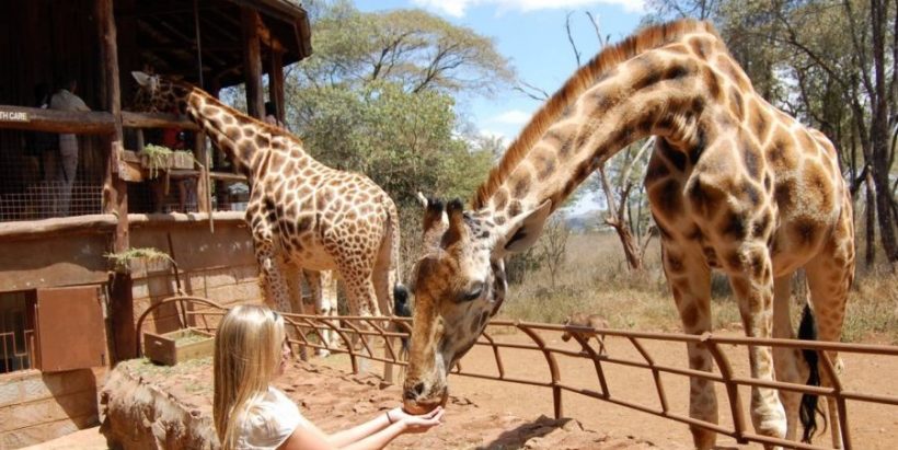 giraffe-center-nairobi