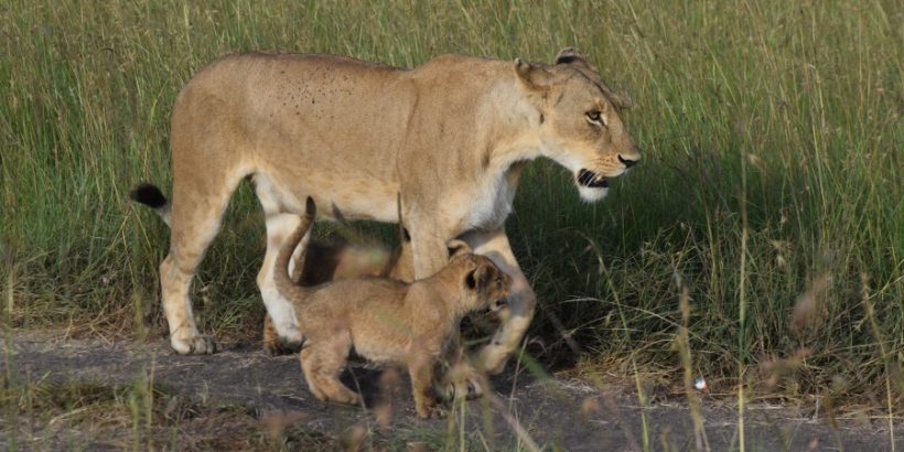 masai-lions