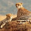 masai-mara-cheetahs