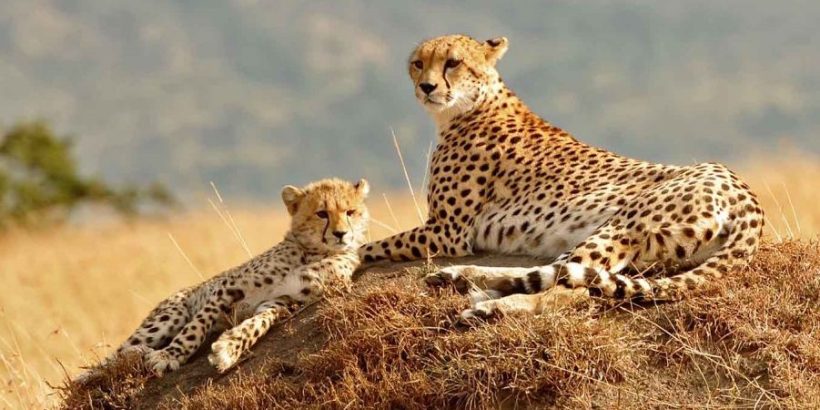 masai-mara-cheetahs