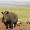 rhino-Nairobi-National-park