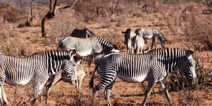 samburu-Zebras