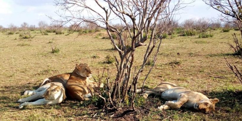 tsavo-east-lions