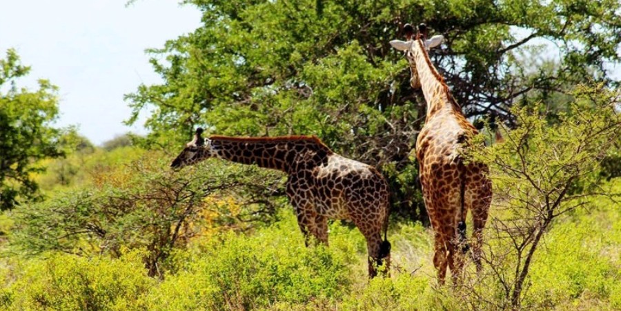 5 Kenya Luxury Safaris Destinations - Sergent Travel Point