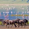 Ngorongoro-Crater2