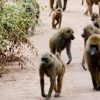 lake-manyara2