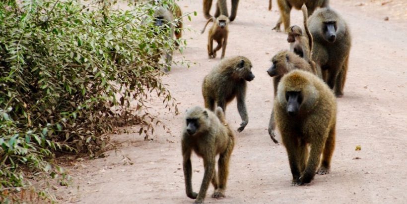 lake-manyara2