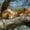 lake_manyara_lion