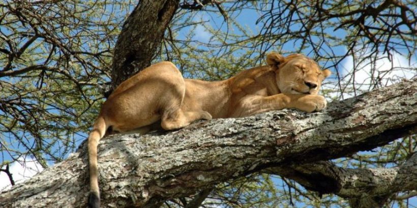 lake_manyara_lion