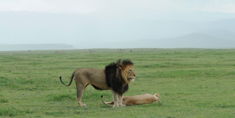 ngorongoro-safaris