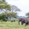 tarangire-national-park