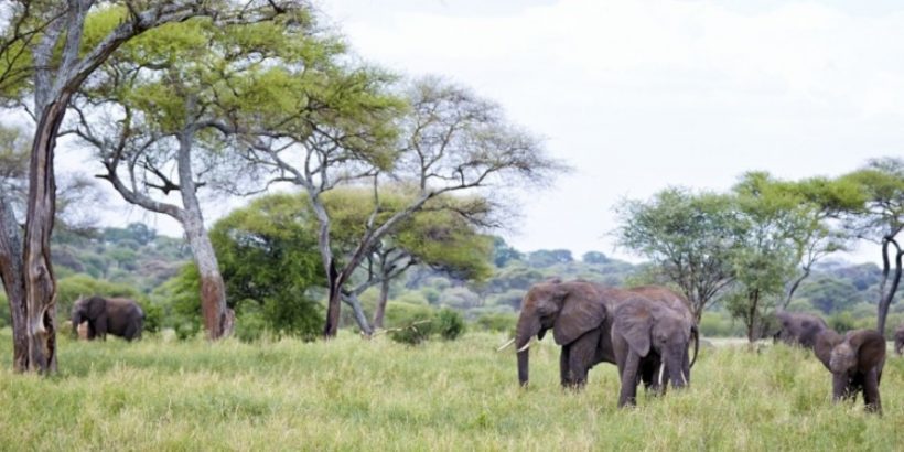 tarangire-national-park