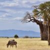 tarangire-national-park3