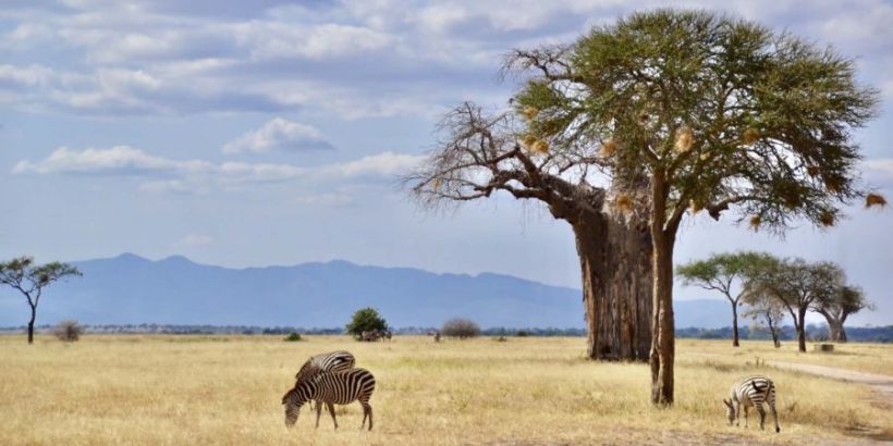 tarangire-national-park3