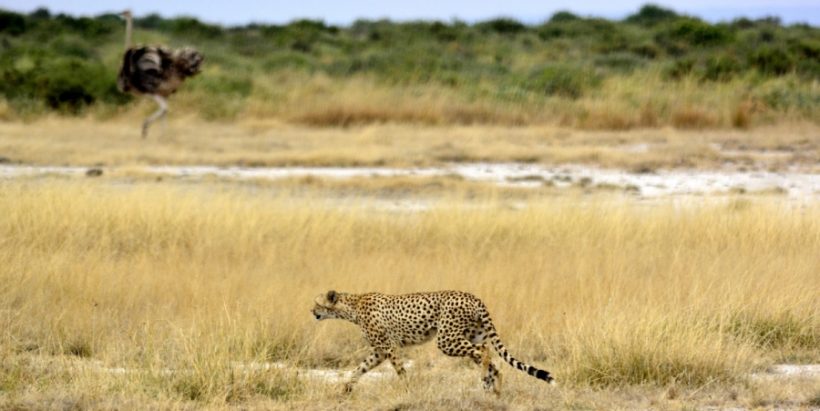 tarangire_national_park