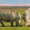 Lake-Nakuru-rhino