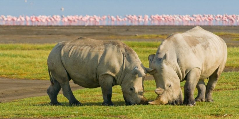 Lake-Nakuru-rhino