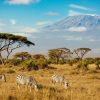 amboseli-zebras