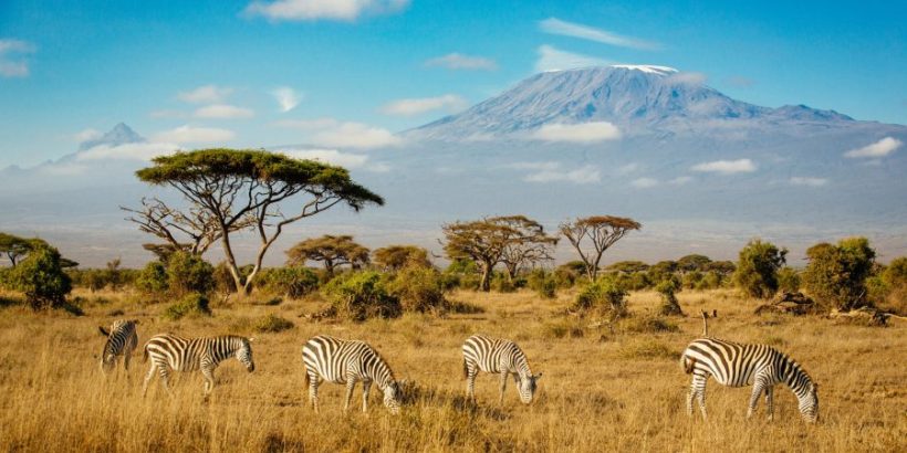 amboseli-zebras